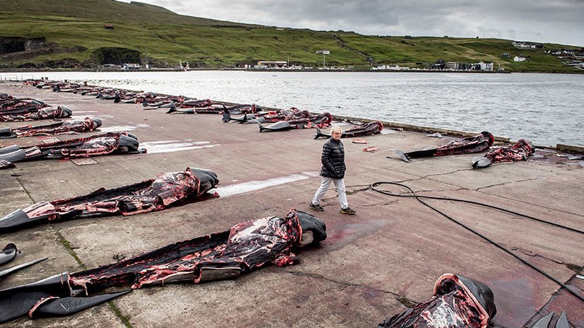 FUERTES IMÁGENES: Un macabro ritual danés acaba con un matanza de 180 ballenas