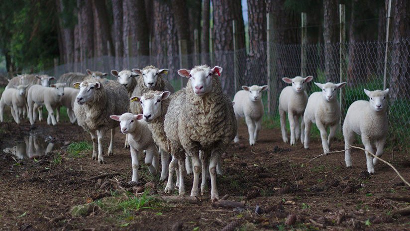 Un pueblo ucraniano busca al 'chupacabras' tras aparecer ocho ovejas desangradas
