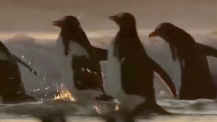 David vs Goliat: Langosta pelea contra un pingüino 13 veces mayor que ella (VIDEO)