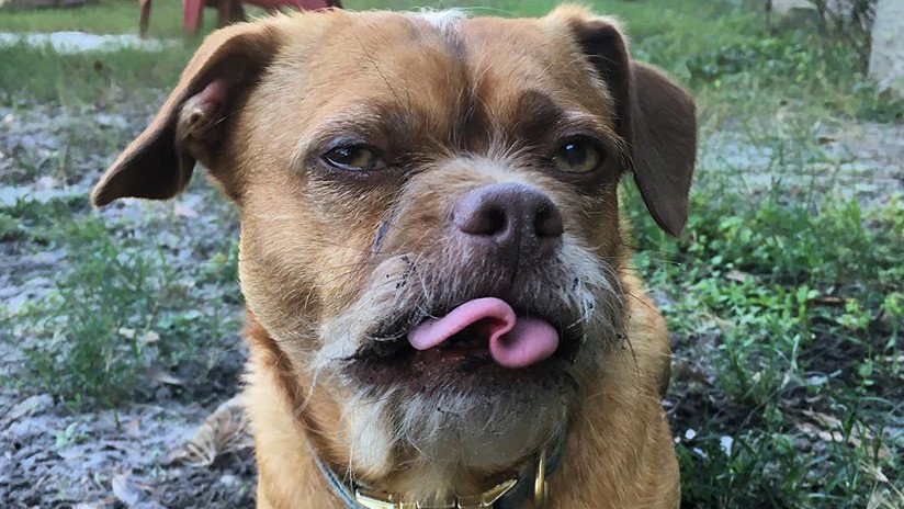 Bacon, el perro 'barbudo' con rostro humano que arrasa en Instagram