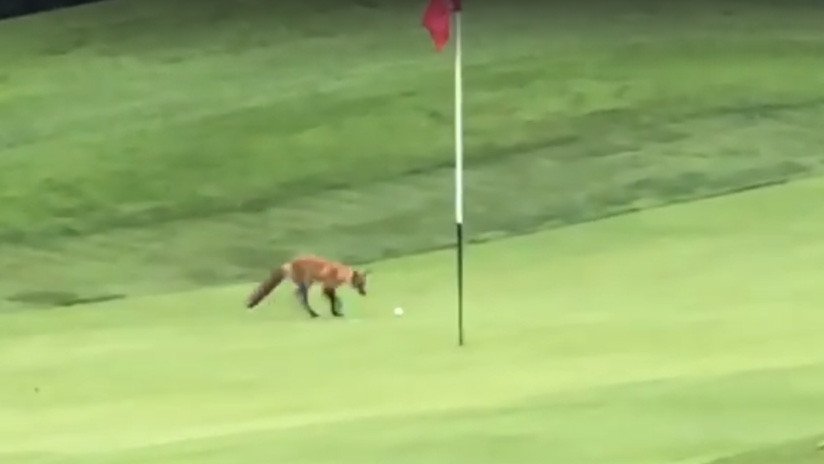 Un golpe de fábula: Un zorro espera junto al hoyo y roba la pelota de golf (VIDEO)