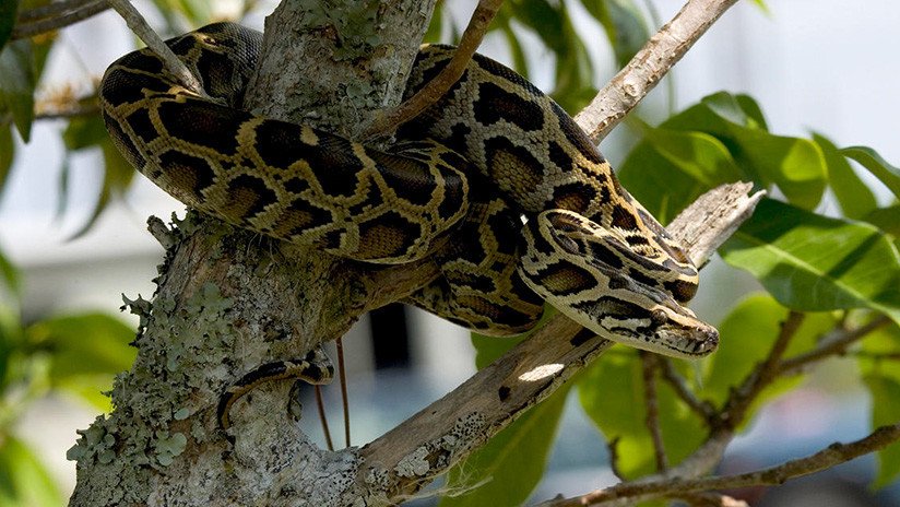 EE.UU.: Descubren una 'súper serpiente' capaz de adaptarse a distintos ambientes