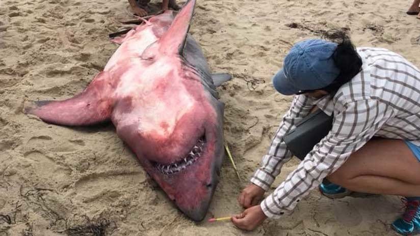Desconcierto científico: Hallan muerto a tiburón con el cuerpo rojo y pesas en su interior (FOTOS)