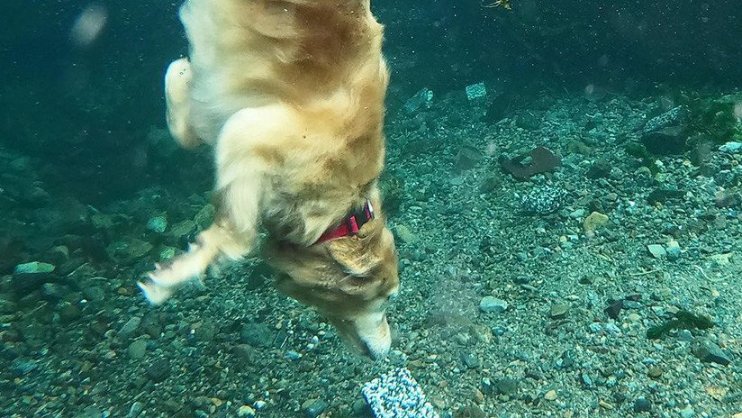 El que la sigue la consigue: Perro buceador enamora la Red con sus peripecias subacuáticas (VIDEO)