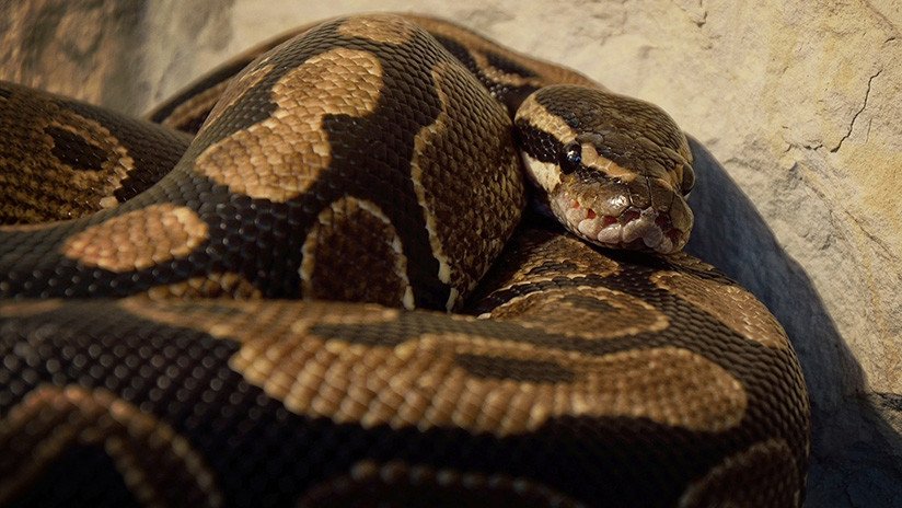 Cazador cazado: Una pitón engulle una cabra y corre su mismo destino (FOTO) 