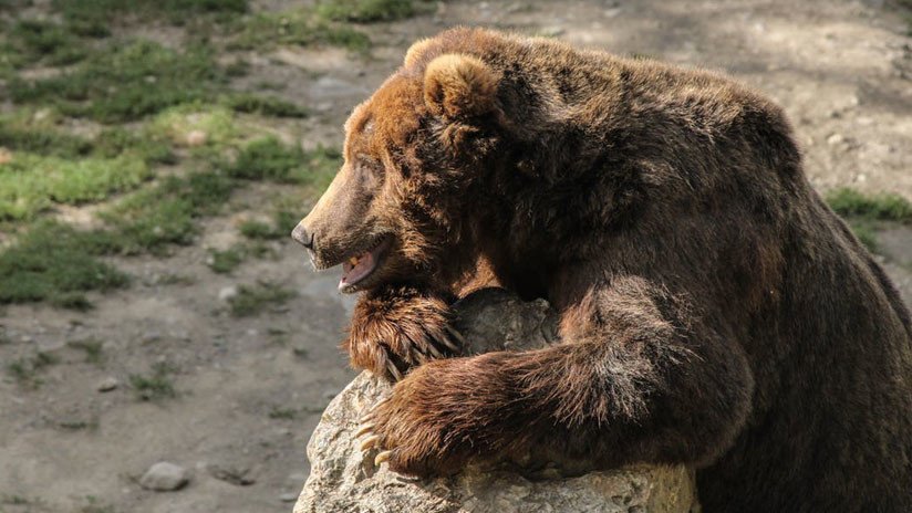 Rusia: Buscan a un oso que deambula con la cabeza adentro de un bidón (VIDEO)
