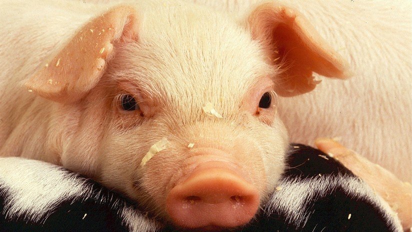 FAO: Hay riesgo de que un nuevo brote de peste porcina en China se extienda por toda Asia