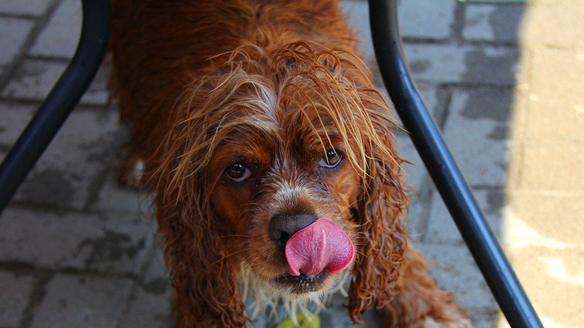 VIDEO: Un joven protege de la lluvia con su chaqueta a un perro empapado 