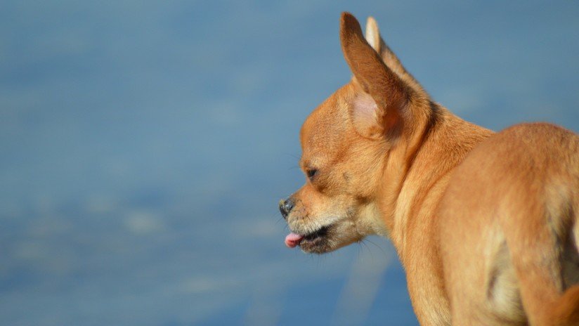 VIDEO, FOTO: El perro que odia que lo besen se convierte en estrella de las redes sociales