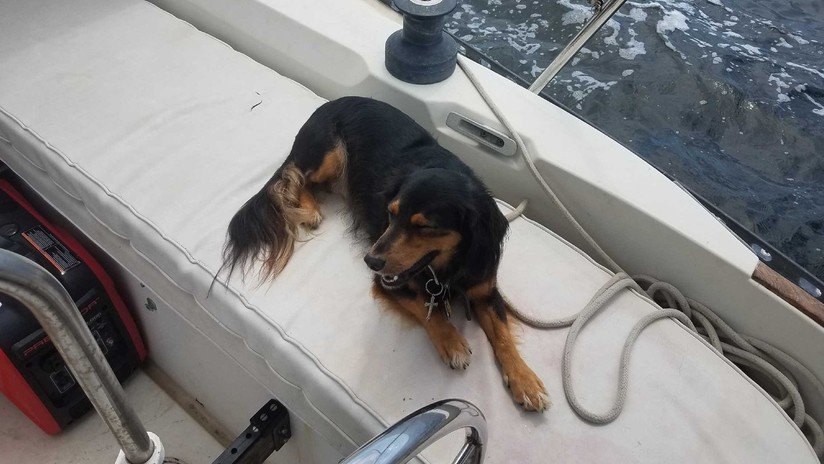 FOTOS: Un perro cae de un barco en una tormenta, nada 5 kilómetros y se reencuentra con su dueño
