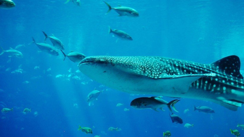 VIDEO: Un turista, a punto de ser succionado por un gigantesco tiburón