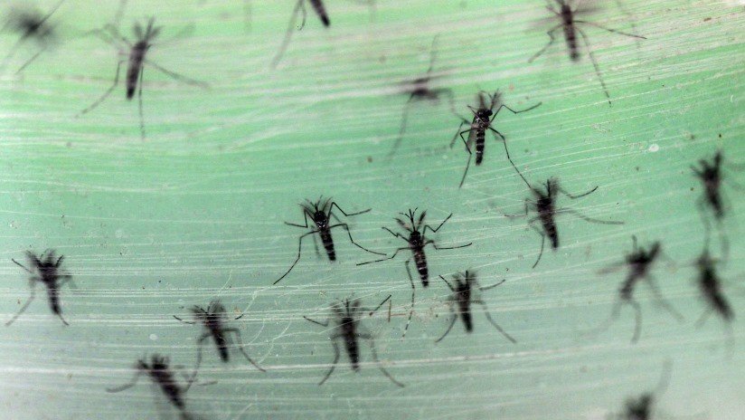VIDEO: Ciudad rusa vive un 'apocalipsis' de insectos
