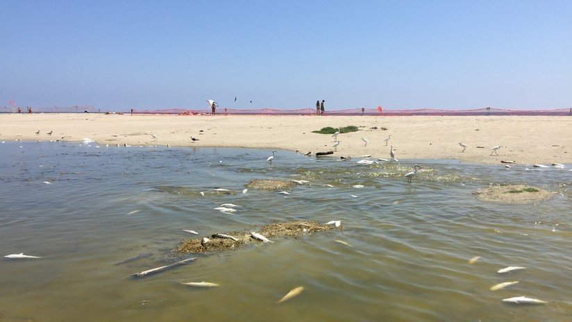 FOTOS: 2.000 peces 'cocidos' hasta la muerte en California a causa del extraordinario calor