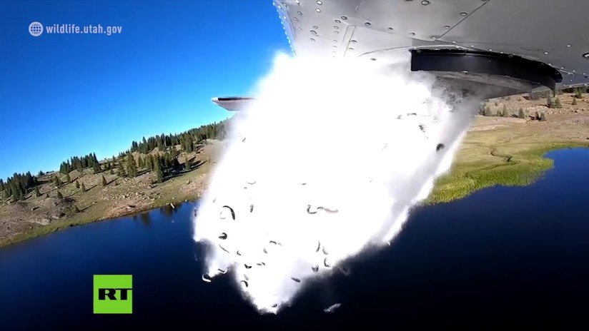 VIDEO: Un avión 'siembra' peces vivos en los lagos de alta montaña desde el aire