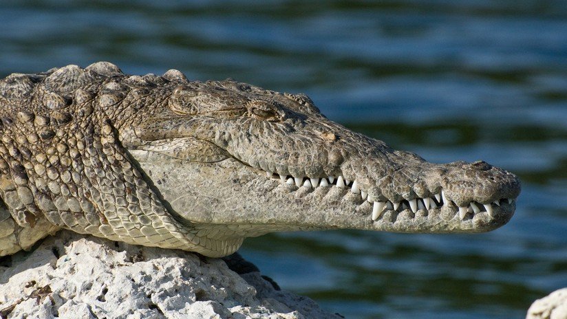 VIDEO: Arriesga la vida para fotografiar un cocodrilo muy de cerca como autorregalo de cumpleaños