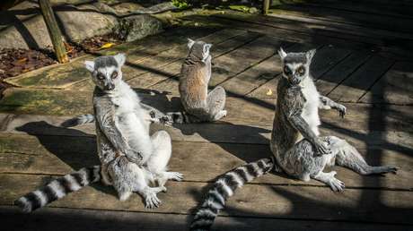 Lémures de Madagascar están al borde de la extinción