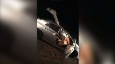 IMÁGENES DESOLADORAS: Choca contra un camello y el animal termina adentro del auto por 4 horas