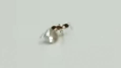 VIDEO: Una hormiga roba un diamante en un taller de joyería