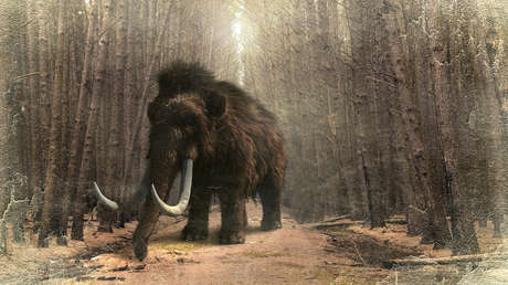 FOTOS: Venden por 10.000 dólares el único gorro del mundo fabricado con pelo de mamut