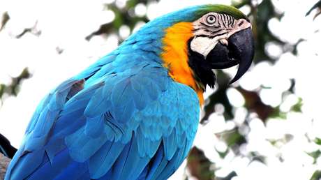 FOTO: La dura respuesta de una guacamaya a un bombero que trataba de rescatarla