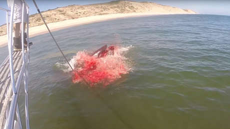 Mar de sangre: Graban el ataque de un tiburón a una foca en EE.UU. (VIDEO)