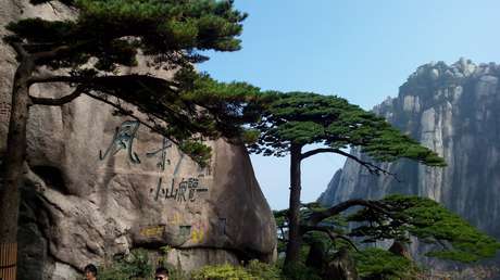 El árbol más popular de China se encuentra en peligro por causa del turismo  (FOTOS)