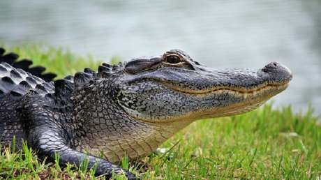 México: Pérdida de agua en laguna de Quintana Roo fuerza al desplazamiento de cocodrilos y tortugas
