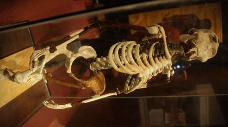 Revelan que uno de los principales procesos de la evolución humana se debió a un fallo génico