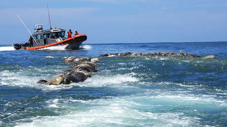 México: Una red de pesca provoca la muerte de 302 tortugas en las costas de Oaxaca