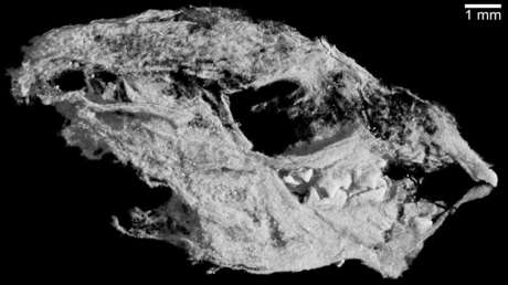 El importante hallazgo que muestra la evolución de reptiles en mamíferos