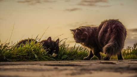 Un pueblo de Nueva Zelanda quiere prohibir los gatos