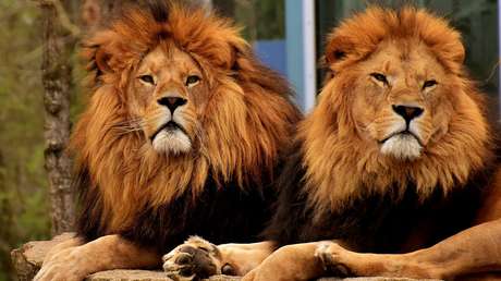 VIDEO: Ataque feroz de dos leones a una hembra por un cadáver de búfalo 