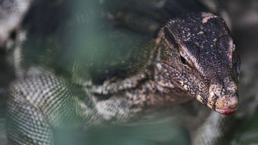 VIDEO: Un inmenso reptil de 45 kg y capaz de "comer niños" mantiene en vilo a una familia en EE.UU.