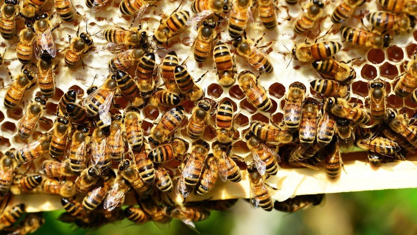 VIDEO: Unas abejas se apresuran a limpiar a una compañera que se cayó a un depósito de miel