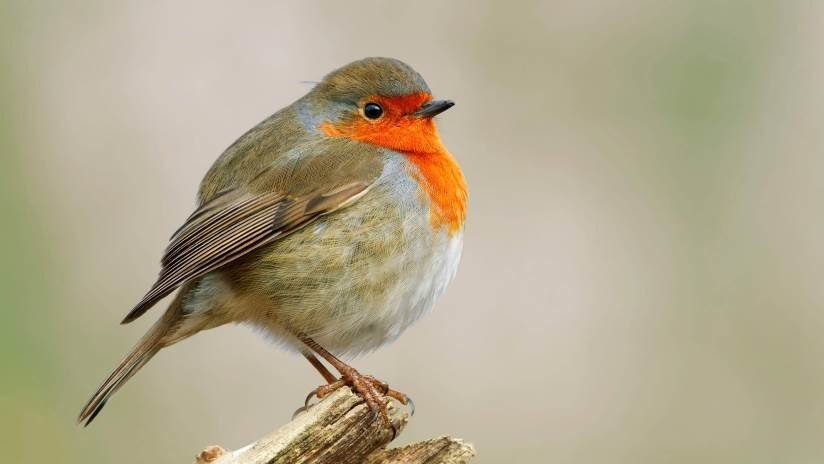 Científicos descubren cómo los pájaros pueden ver los campos magnéticos de la Tierra 