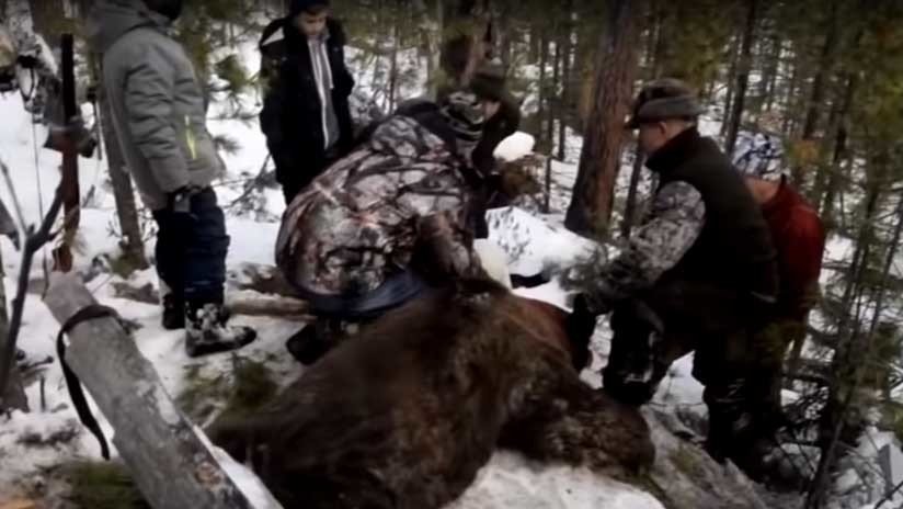 VIDEO: Gobernador ruso indigna a internautas al disparar a quemarropa a un oso dormido
