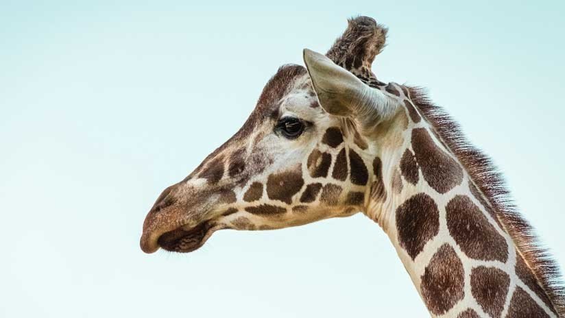Una jirafa casi mata a mordiscos a una mujer y a su hijo de 3 años en Sudáfrica