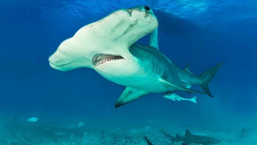 Científicos descubren el primer tiburón omnívoro