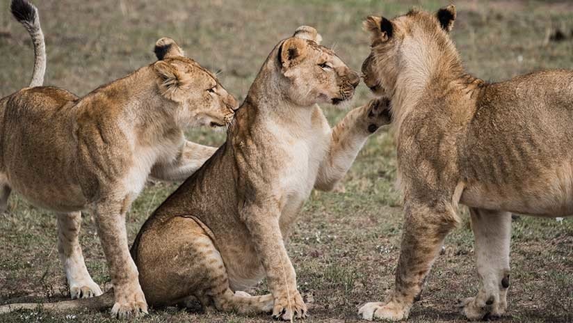 VIDEO: Leonas atacan brutalmente a un macho alfa en un parque safari británico