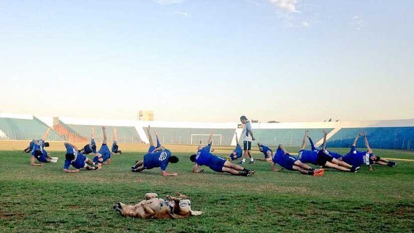 FOTOS: Una perrita se convierte en 'asistente' del entrenador de un club de fútbol en Paraguay 
