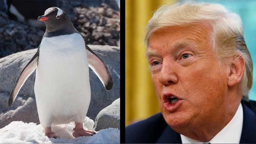 Sustituir a Trump con un pingüino, el nuevo desafío viral que inunda Twitter (FOTOS)