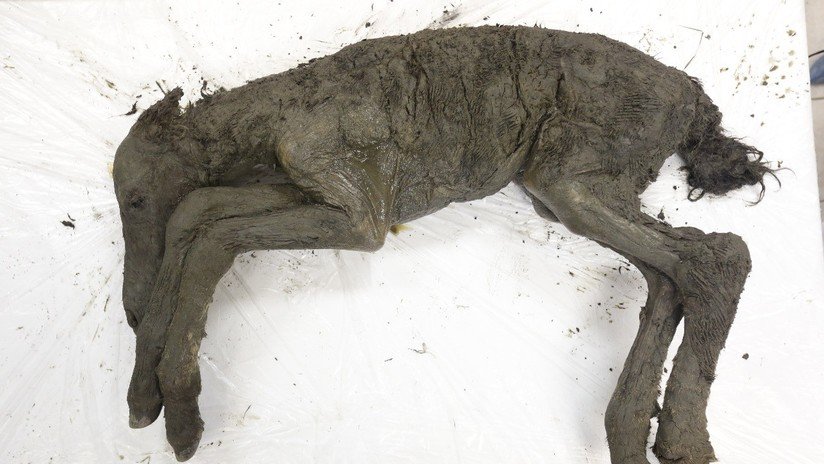 Buscan clonar un extinto potro prehistórico hallado en la 'puerta al mundo subterráneo'