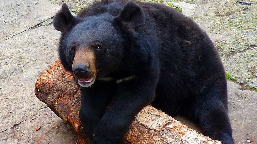 La vida en un zoo ruso: "El oso Kuzia, con el corazón roto, prefiere ahora la comida a las hembras"