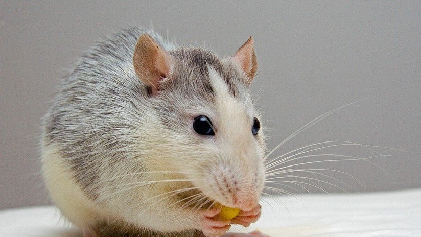 ¡A la caza de la rata! Empleados de un McDonald’s persiguen con fregonas a un roedor (VIDEO)