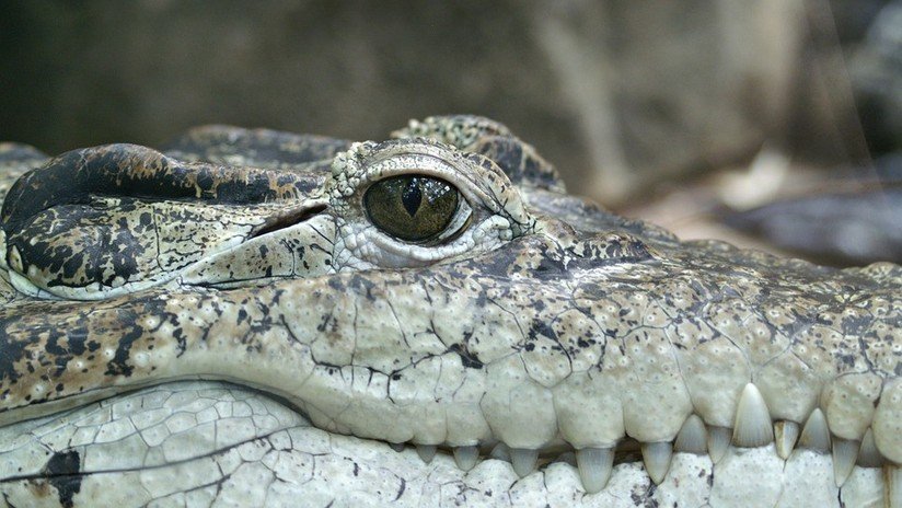 VIDEO: Turista chino patea a un cocodrilo en peligro de extinción "para que se mueva"