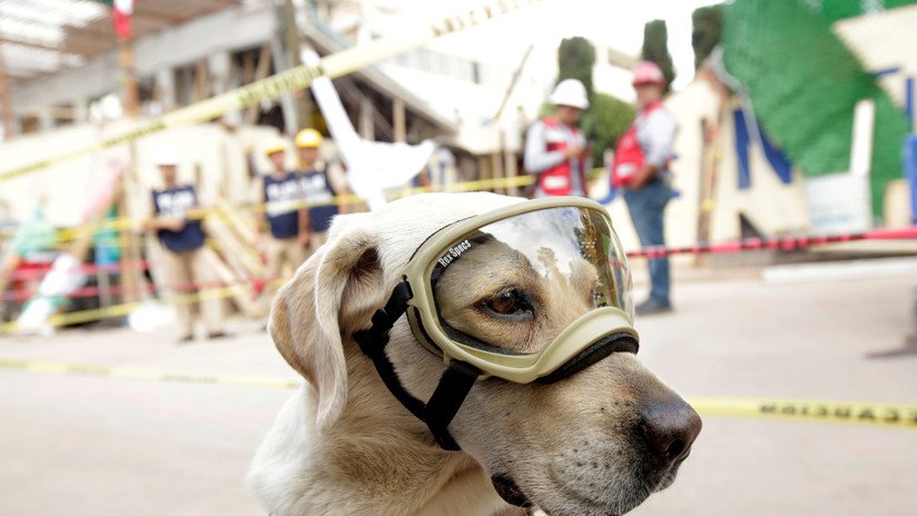 Frida Superstar: La perra rescatista por la que se pelean la Marina mexicana y una cervecería