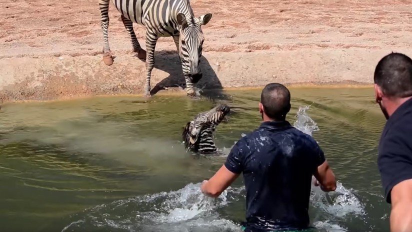 VIDEO: Los cuidadores de un zoo salvan a una cebra recién nacida de morir ahogada