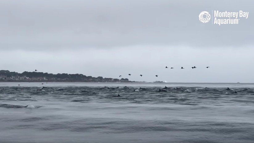 VIDEO: Captan cómo una 'supermanada' con cientos de delfines caza frente a las costas de California
