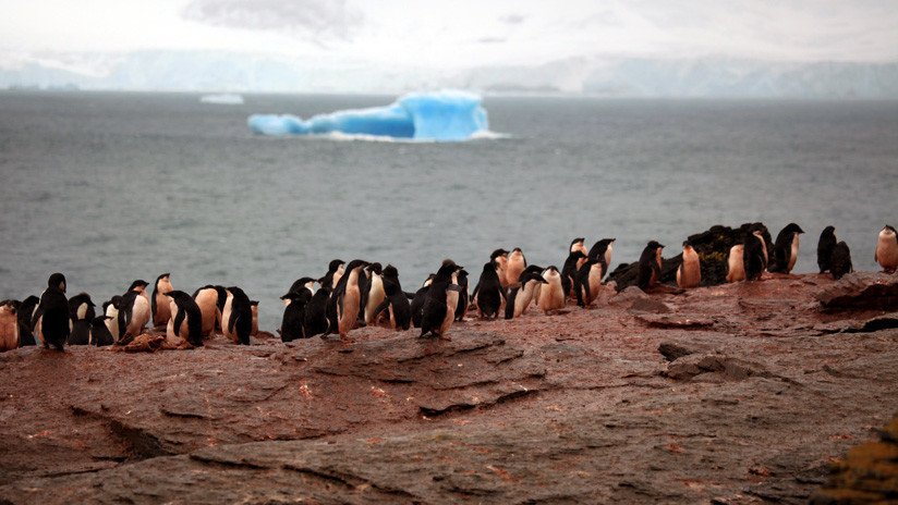 FOTOS: Revelan la causa de la muerte de cientos de pingüinos hallados momificados en la Antártida