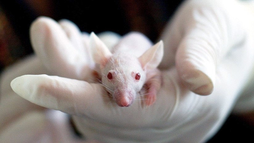 Esta 'vacuna' contra el cáncer de piel tiene un 100 % de efectividad en ratones
